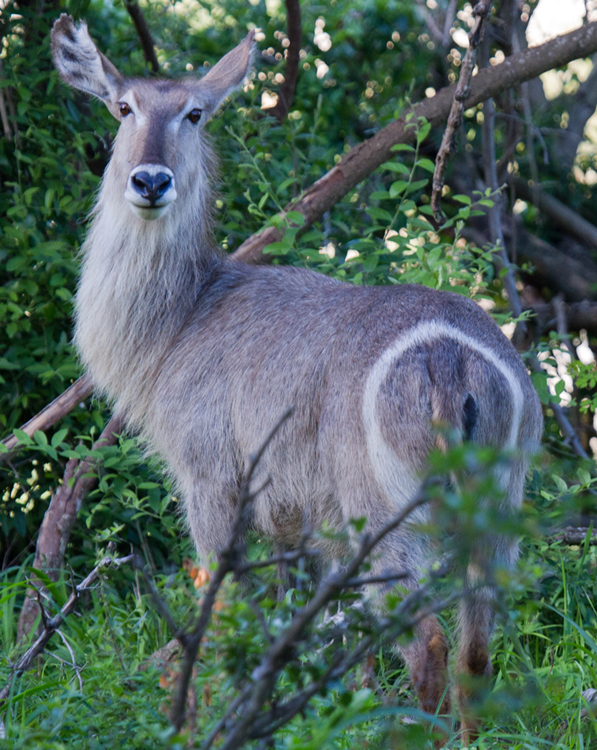 Waterbuck